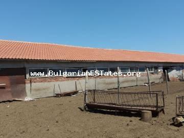 Фермерский участок с постройками на продажу в селе Зимница, в 90 км от Бургаса и в 10 км от города Ямбол.